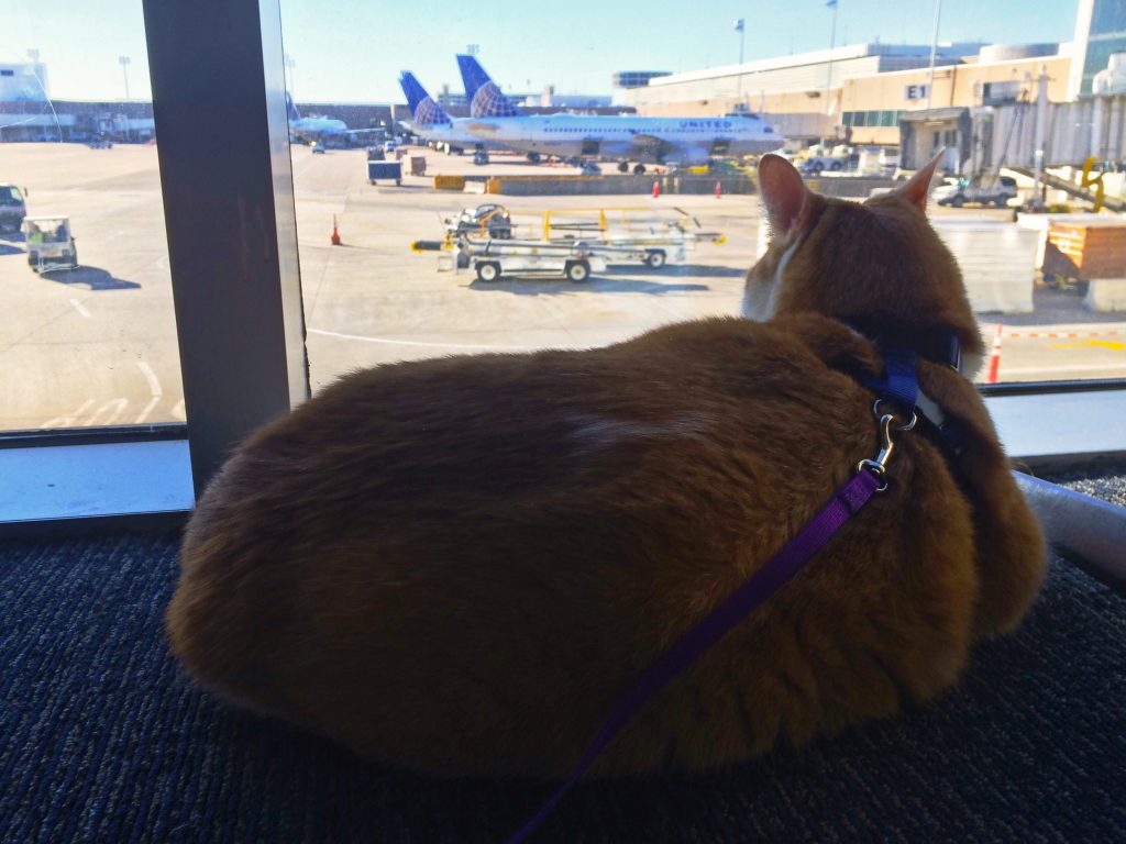 Maximus at the airport