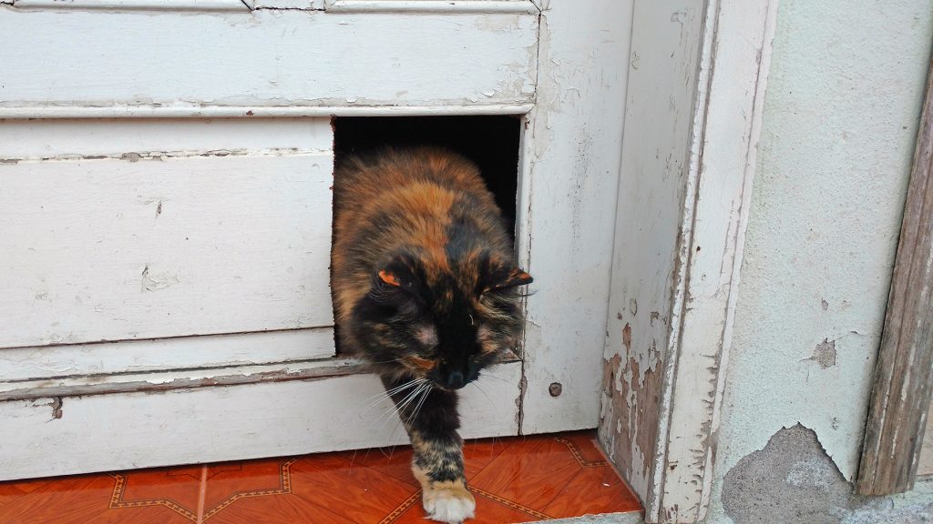 Athena walking through cat door.