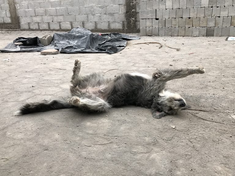 Gray Dog Stretching