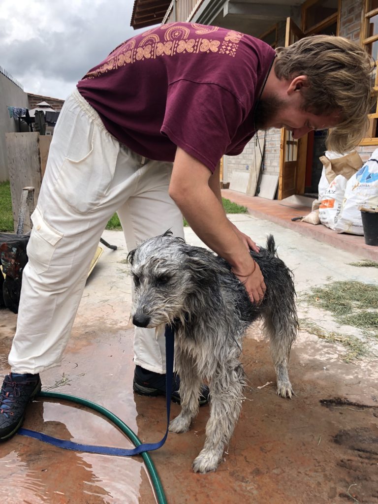 Ollie bathing Gandalf after coming back from a walk and rolling in most likely cow poop. :0