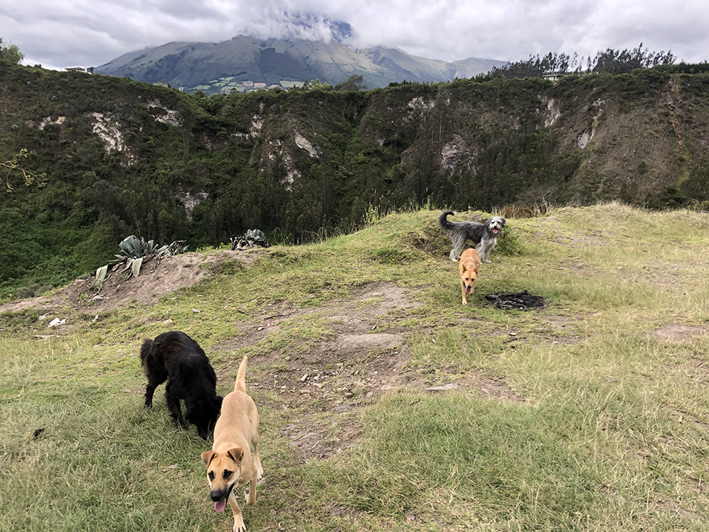 Four happy dogs on a hill in Cotacachi